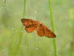 Krocznik rudak (Idaea rufaria)