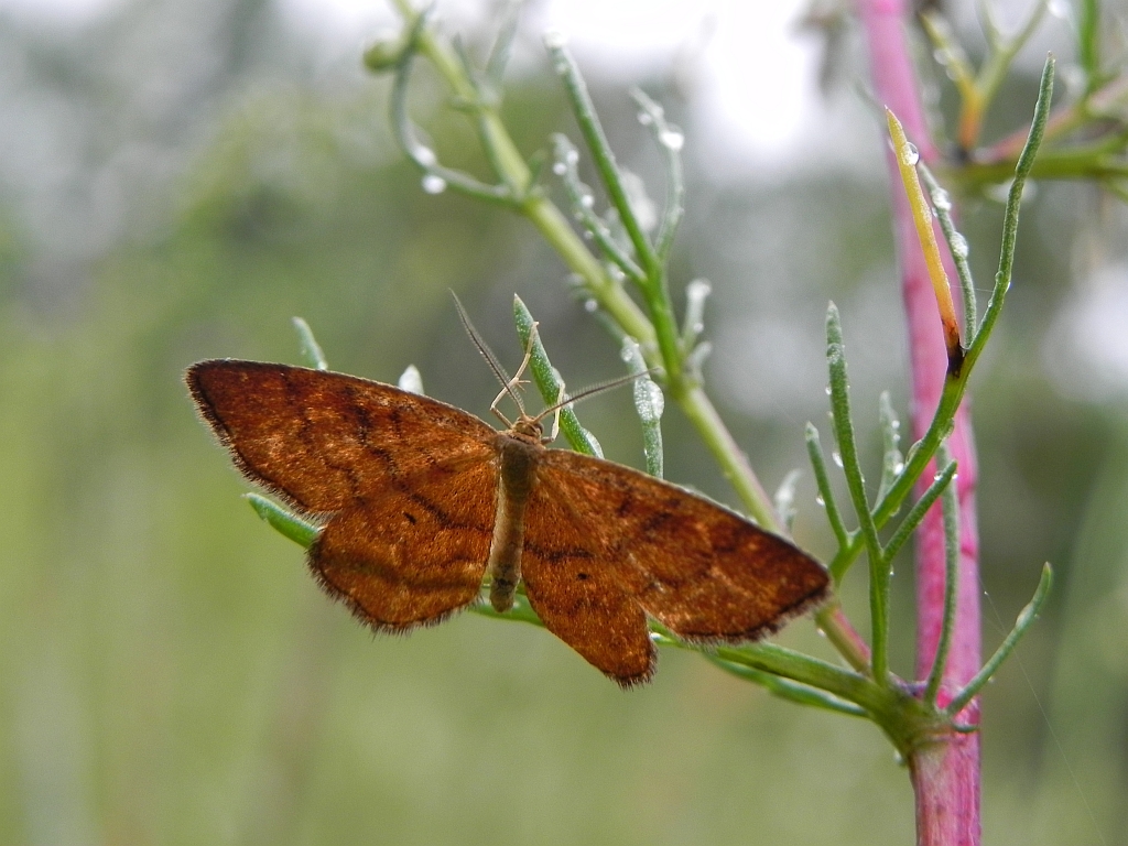 Krocznik rudak (Idaea rufaria)