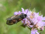 Kraśnik purpuraczek (Zygaena purpuralis)