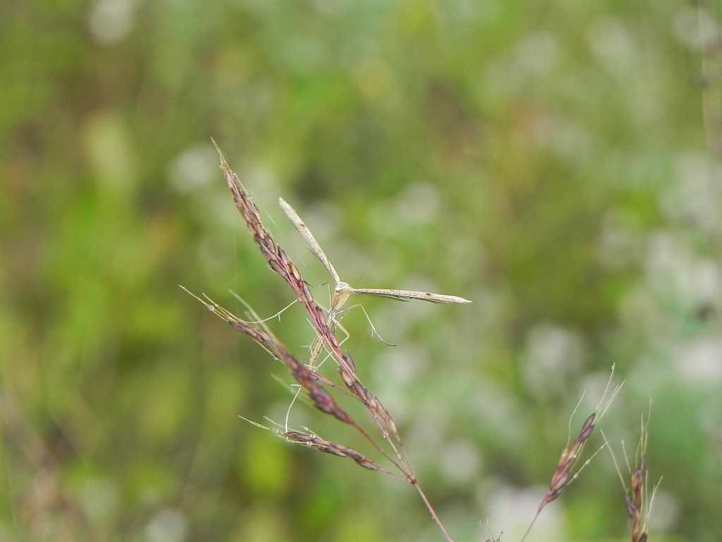 Piórolotek zwyczajny (Emmelina monodactyla)