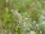 Piórolotek zwyczajny (Emmelina monodactyla)