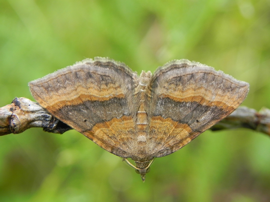 Paśnik komosiak, pomiernik komosiak (Scotopteryx chenopodiata)