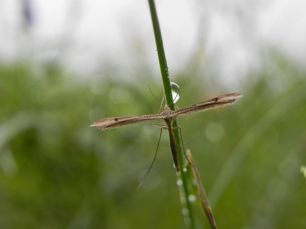 Piórolotek zwyczajny (Emmelina monodactyla)