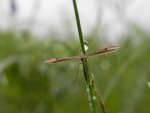 Piórolotek zwyczajny (Emmelina monodactyla)
