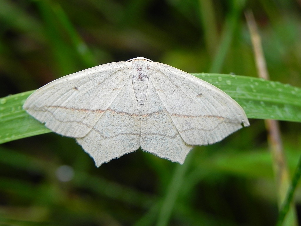 Walgina rdestniak (Timandra comae)