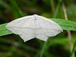 Walgina rdestniak (Timandra comae)