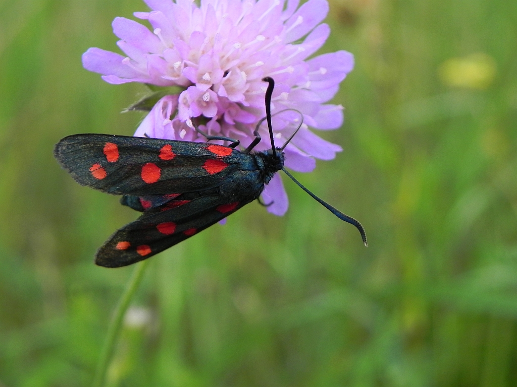 Kraśnik goryszowiec (Zygaena ephialtes)