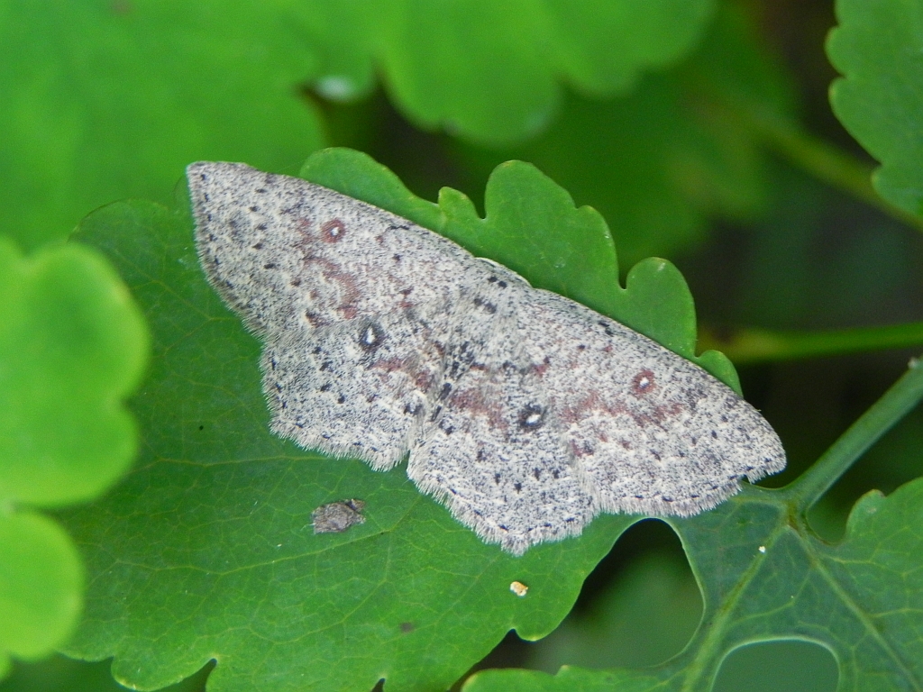 Wierzbik wahadlik (Cyclophora pendularia)