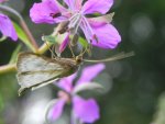 Pleuroptya ruralis