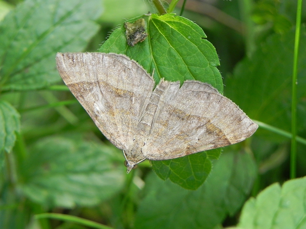 Paśnik komosiak/Pomiernik komosiak (Scotopteryx chenopodiata)