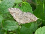 Paśnik komosiak/Pomiernik komosiak (Scotopteryx chenopodiata)