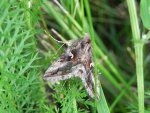 Błyszczka jarzynówka (Autographa gamma)