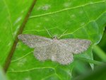 Wątlak cieniowiak (Scopula umbelaria)