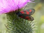 Kraśnik pięcioplamek (Zygaena trifolii)