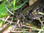 Błyszczka jarzynówka (Autographa gamma)