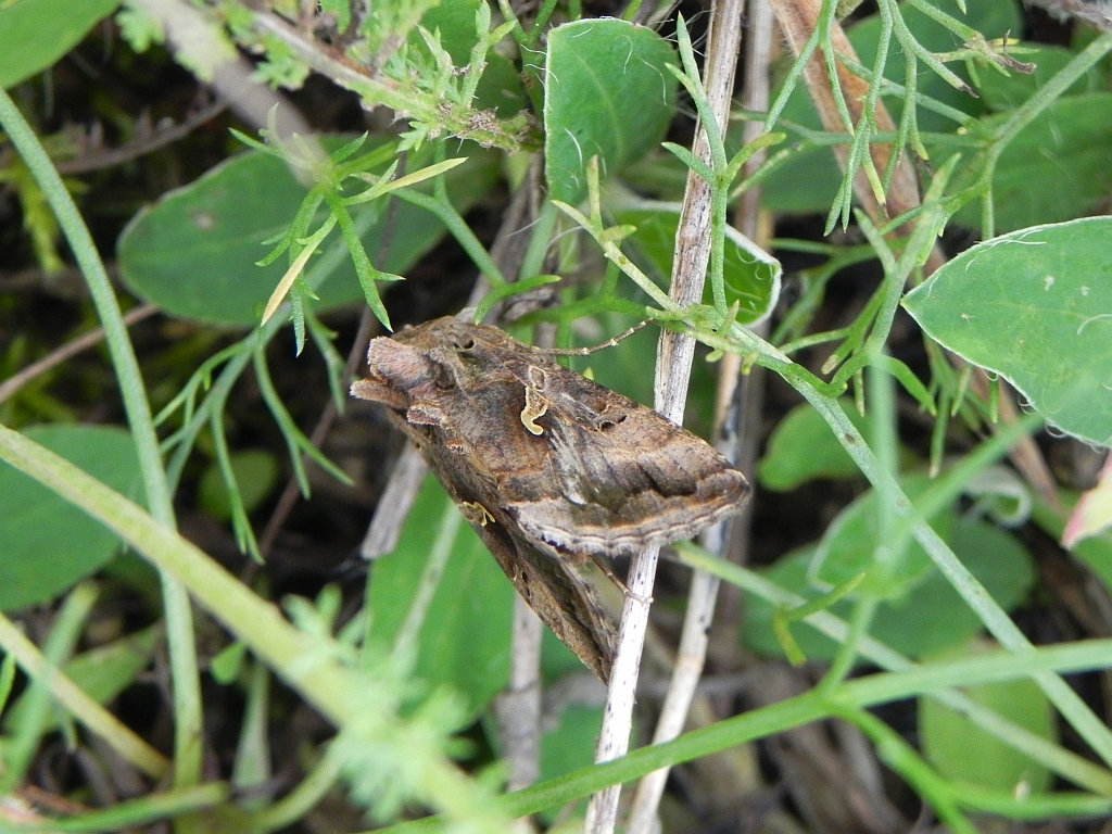 Błyszczka jarzynówka (Autographa gamma)