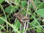 Błyszczka jarzynówka (Autographa gamma)