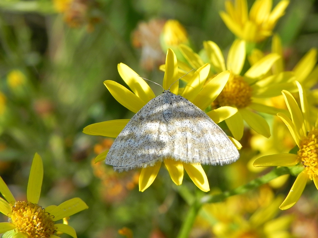 Wątlak trójpasek (Scopula ternata)