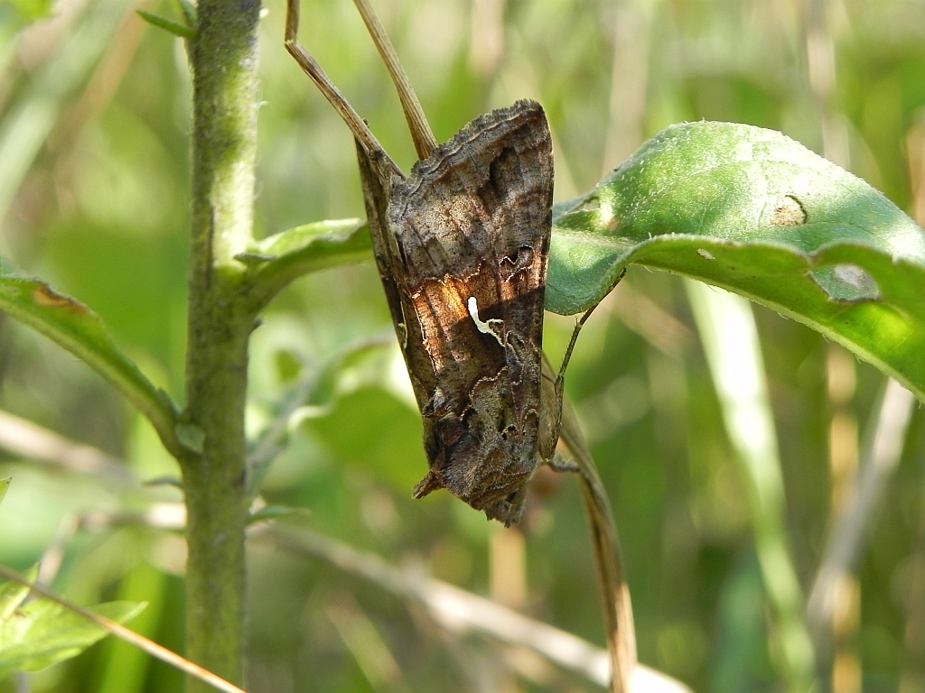 Błyszczka kroplówka (Macdunnoughia confusa)