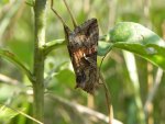 Błyszczka kroplówka (Macdunnoughia confusa)