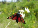 Kraśnik sześcioplamek (Zygaena filipendulae)