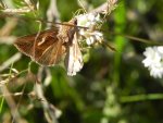 Błyszczka kroplówka (Macdunnoughia confusa)