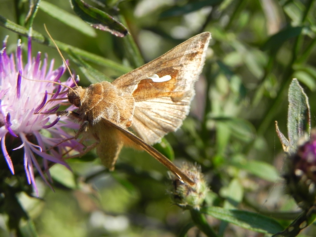 Błyszczka kroplówka (Macdunnoughia confusa)