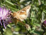 Błyszczka kroplówka (Macdunnoughia confusa)
