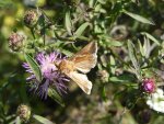 Błyszczka kroplówka (Macdunnoughia confusa)
