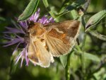 Błyszczka kroplówka (Macdunnoughia confusa)
