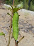 Nastrosz półpawik (Smerinthus ocellatu)