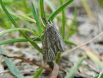 Wachlarzyk kołacznik (Thisanotia chrysonuchella)