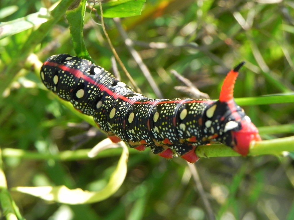 Zmrocznik wilczomleczek (Hyles euphorbiae syn. Celerio euphorbiae)