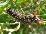 Zmrocznik wilczomleczek (Hyles euphorbiae syn. Celerio euphorbiae)