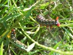 Zmrocznik wilczomleczek (Hyles euphorbiae syn. Celerio euphorbiae)
