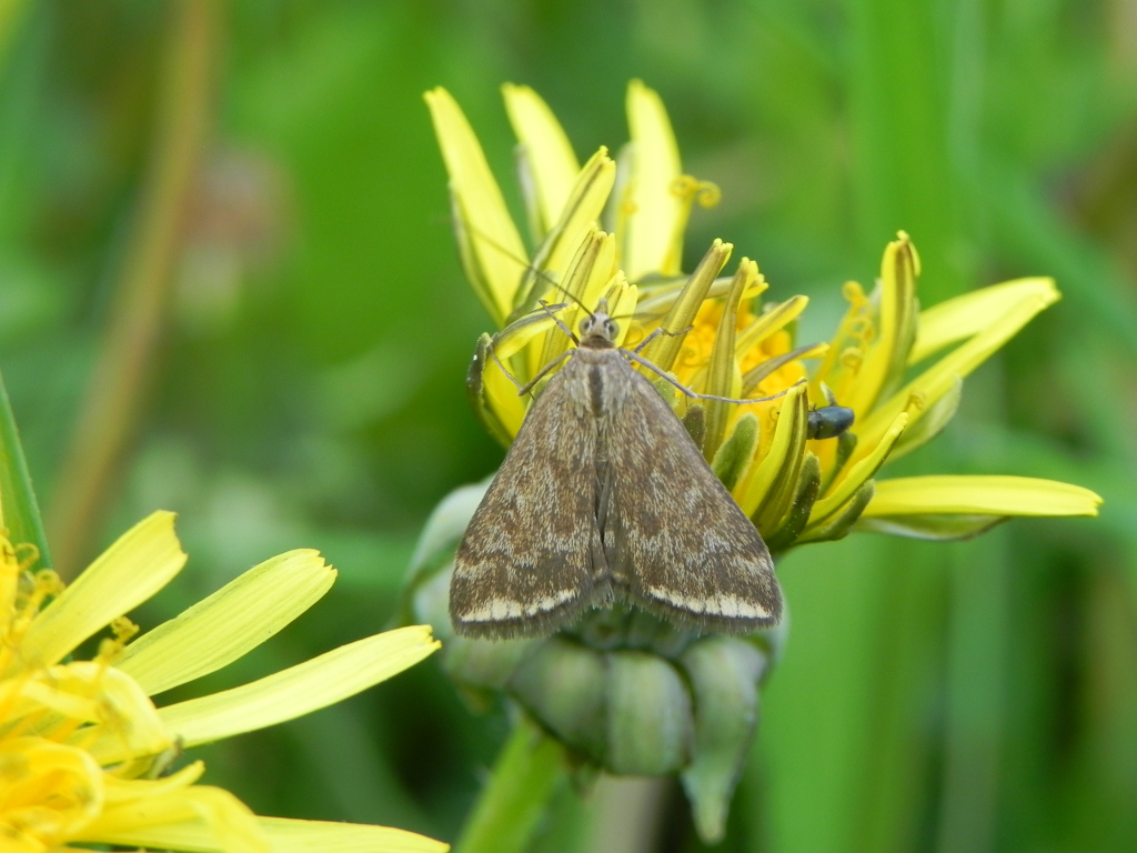 Omacnica byliczanka (Loxostege sticticalis)