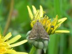Omacnica byliczanka (Loxostege sticticalis)