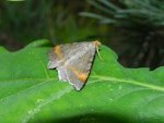 Witalnik sosnowiak (Macaria liturata)