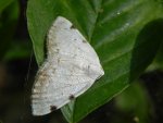 Ciemnokres dwuplamek (Lomographa bimaculata)