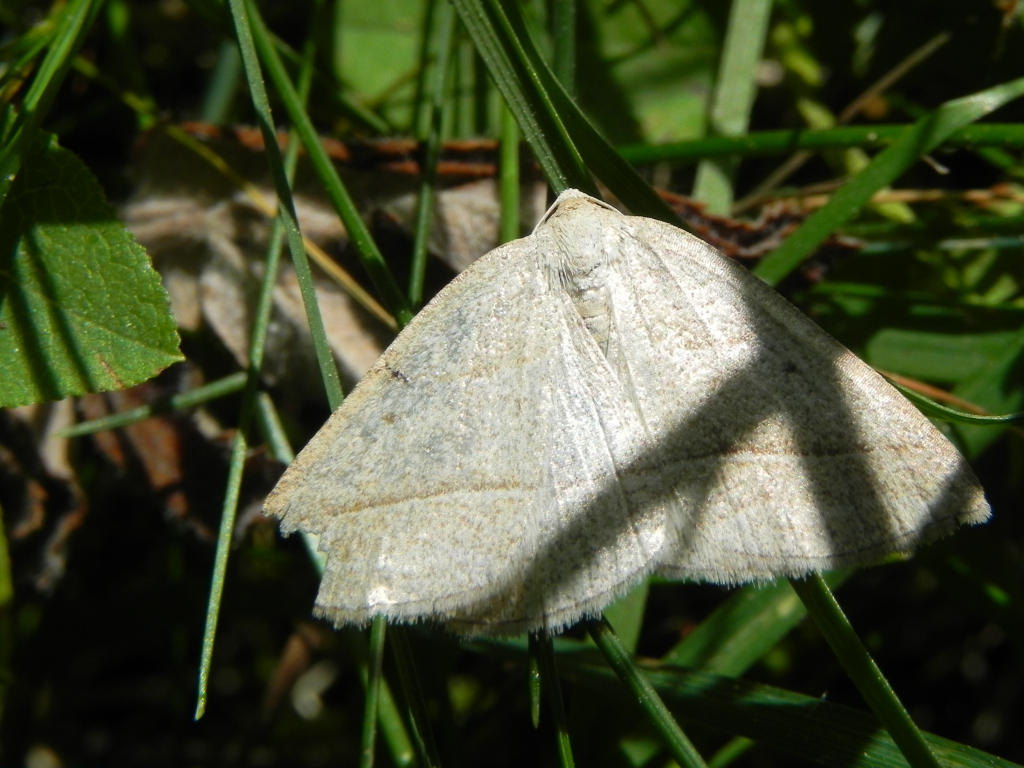 Skalniak orliczak (Petrophora chlorosata)