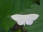 Wątlak gajowiak (Scopula nemoraria)