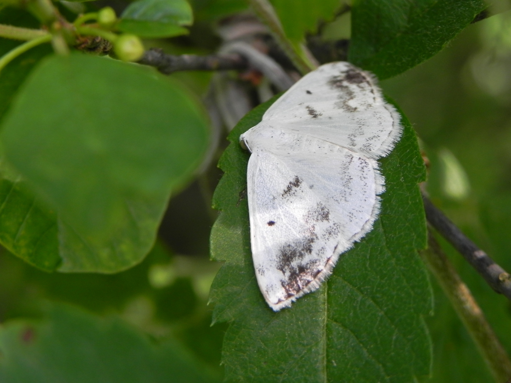 Ciemnokres czeremszak (Lomographa temerata)