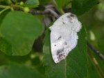 Ciemnokres czeremszak (Lomographa temerata)