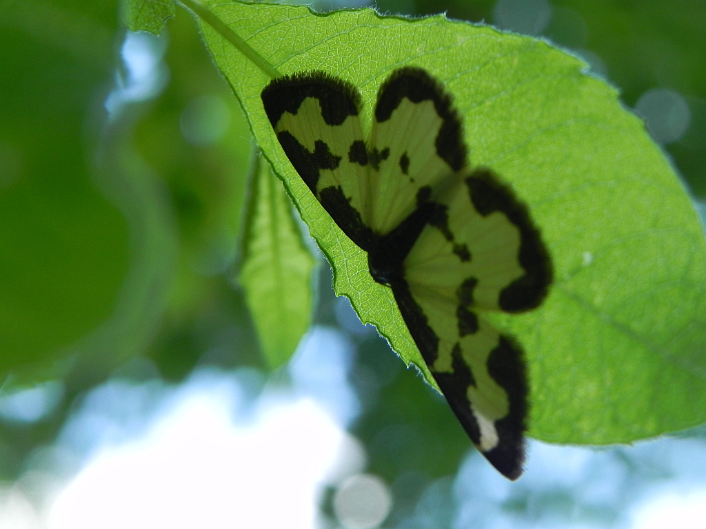 Plamieniec nabuczak (Lomaspilis marginata)