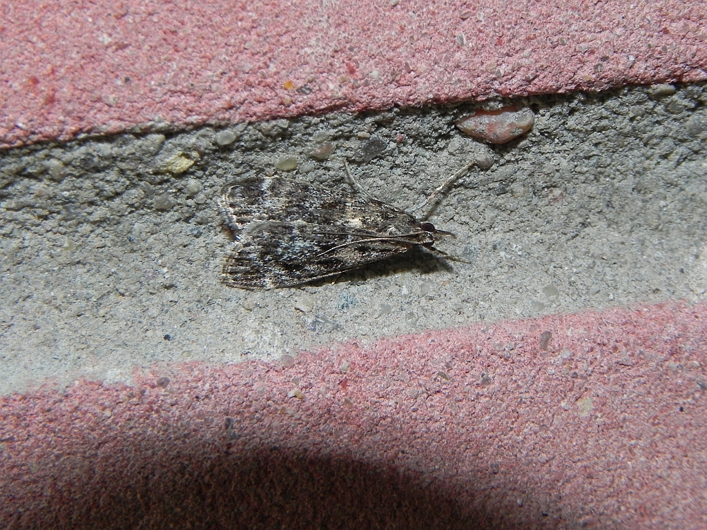 Eudonia murana