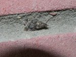 Eudonia murana