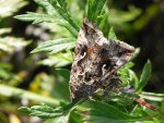 Błyszczka jarzynówka (Autographa gamma)