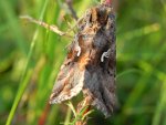Błyszczka jarzynówka (Autographa gamma)