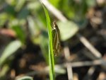Crambus pratella