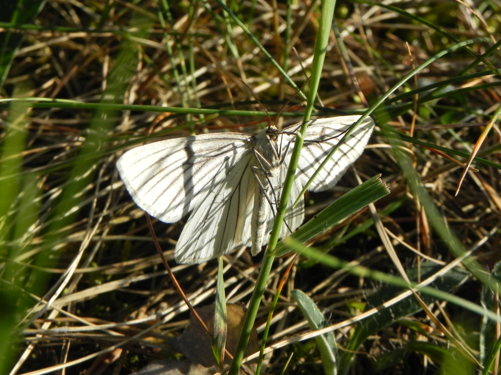 Dyblik liniaczek (Siona lineata)